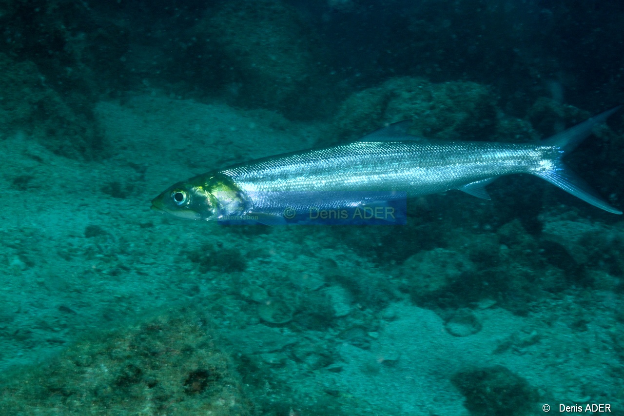 Elops affinis-La Paz San Rafaelito-10m-20181031-Denis-ADER-DSC_1628_tn.jpg